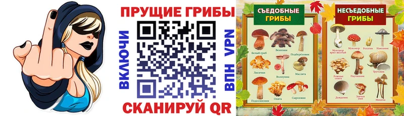 Псилоцибиновые грибы Psilocybine cubensis  Корсаков 